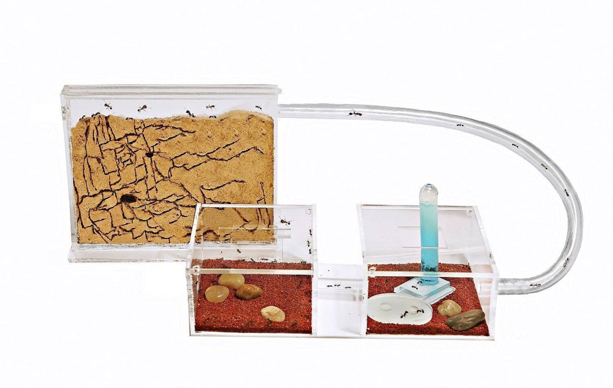 Sand Ant Farm Mini Formicarium V6849