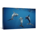 Bottlenose Dolphin Trio Underwater Art Print N452956