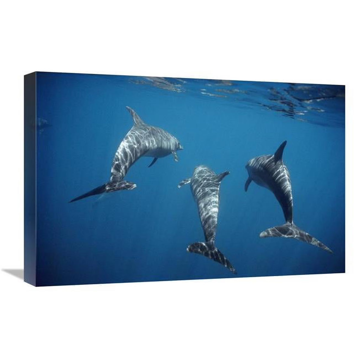 Bottlenose Dolphin Trio Underwater Art Print N452956