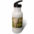 Sports Water Bottle T2102
