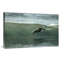 Galapagos Sea Lion Body Surfing Breaking Waves Art Print U2013