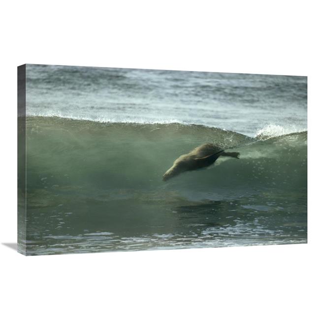 Galapagos Sea Lion Body Surfing Breaking Waves Art Print U2013
